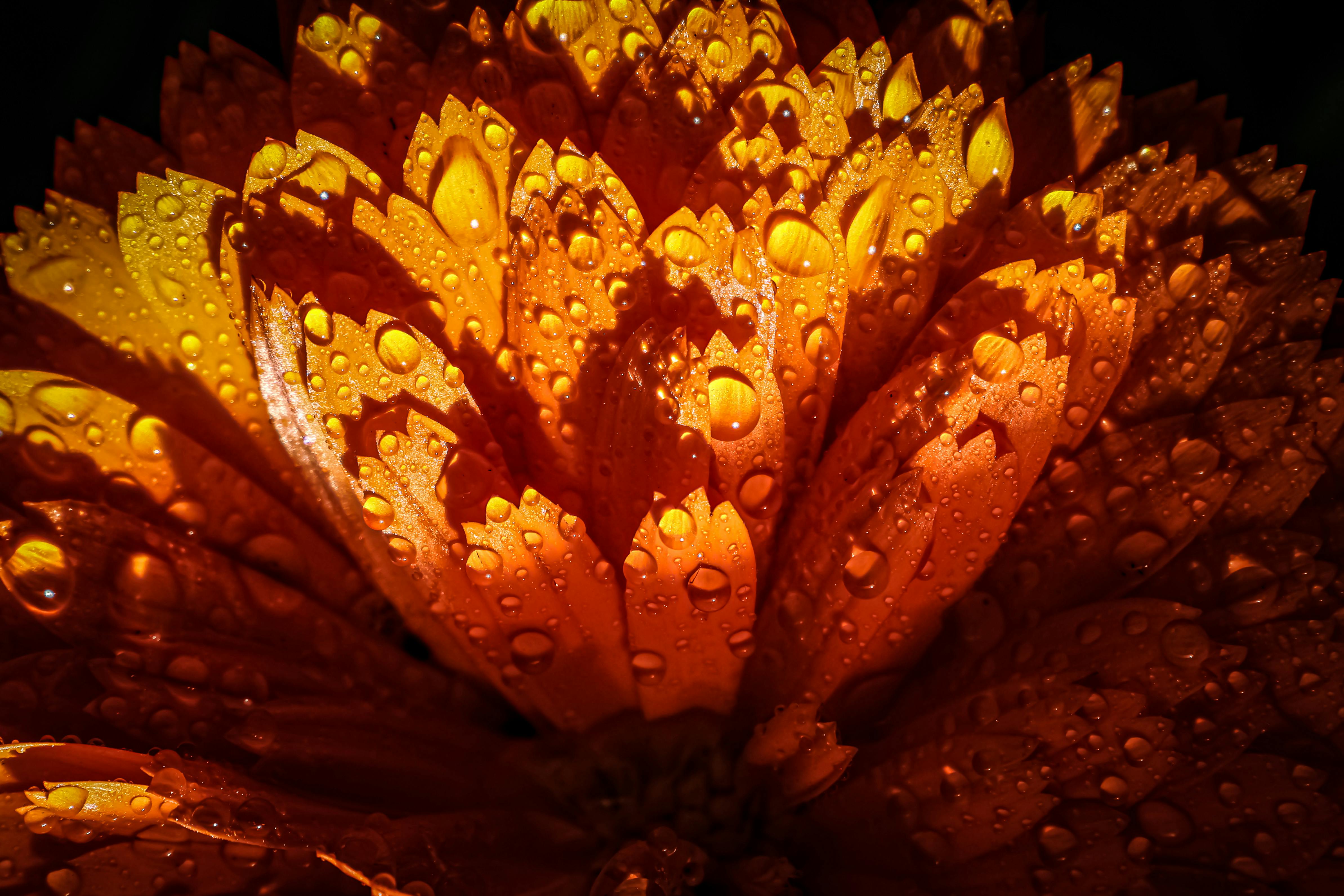 Close-up of a marigold flower with dewdrops on petals, capturing spring freshness.