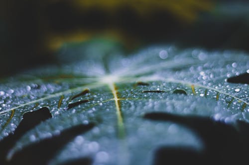 Close Upfoto Van Blad Met Druppeltjes