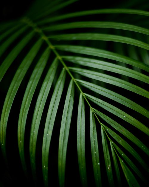 Free Detailed close-up of a green palm leaf with raindrops, capturing tropical nature's allure. Stock Photo