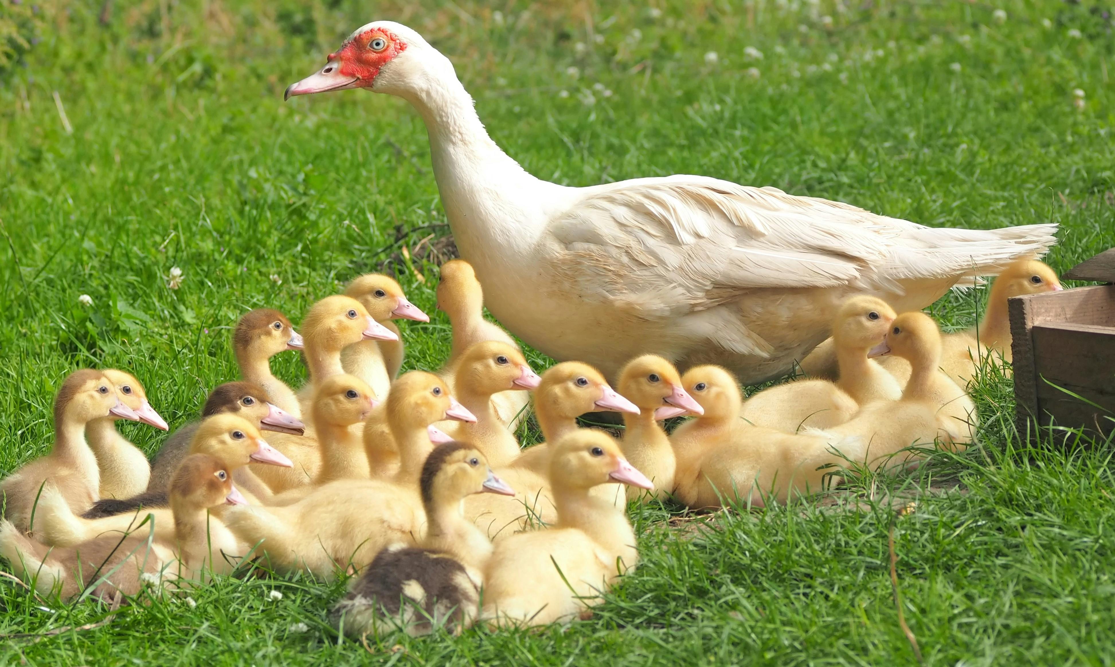 White Duck With 22 Ducklings in Green Grass Field · Free Stock Photo