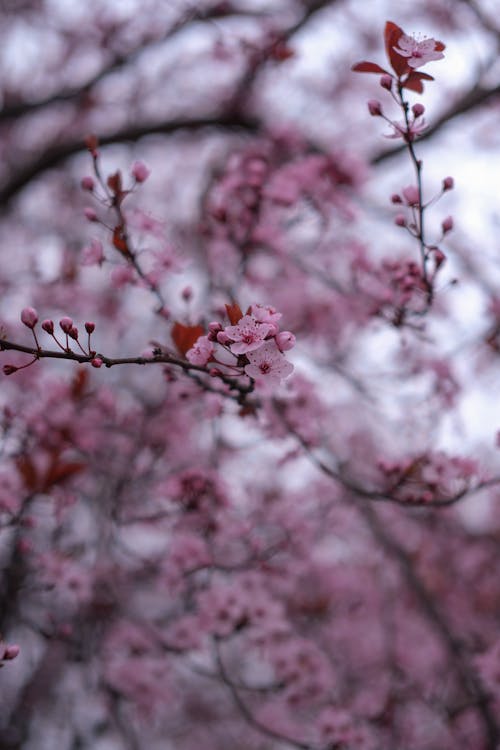 Foto profissional grátis de árvore, cor-de-rosa, filial