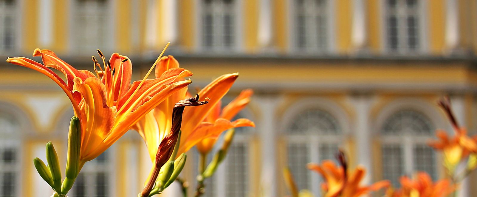 Panoramic Flowers Photos, Download The BEST Free Panoramic Flowers ...