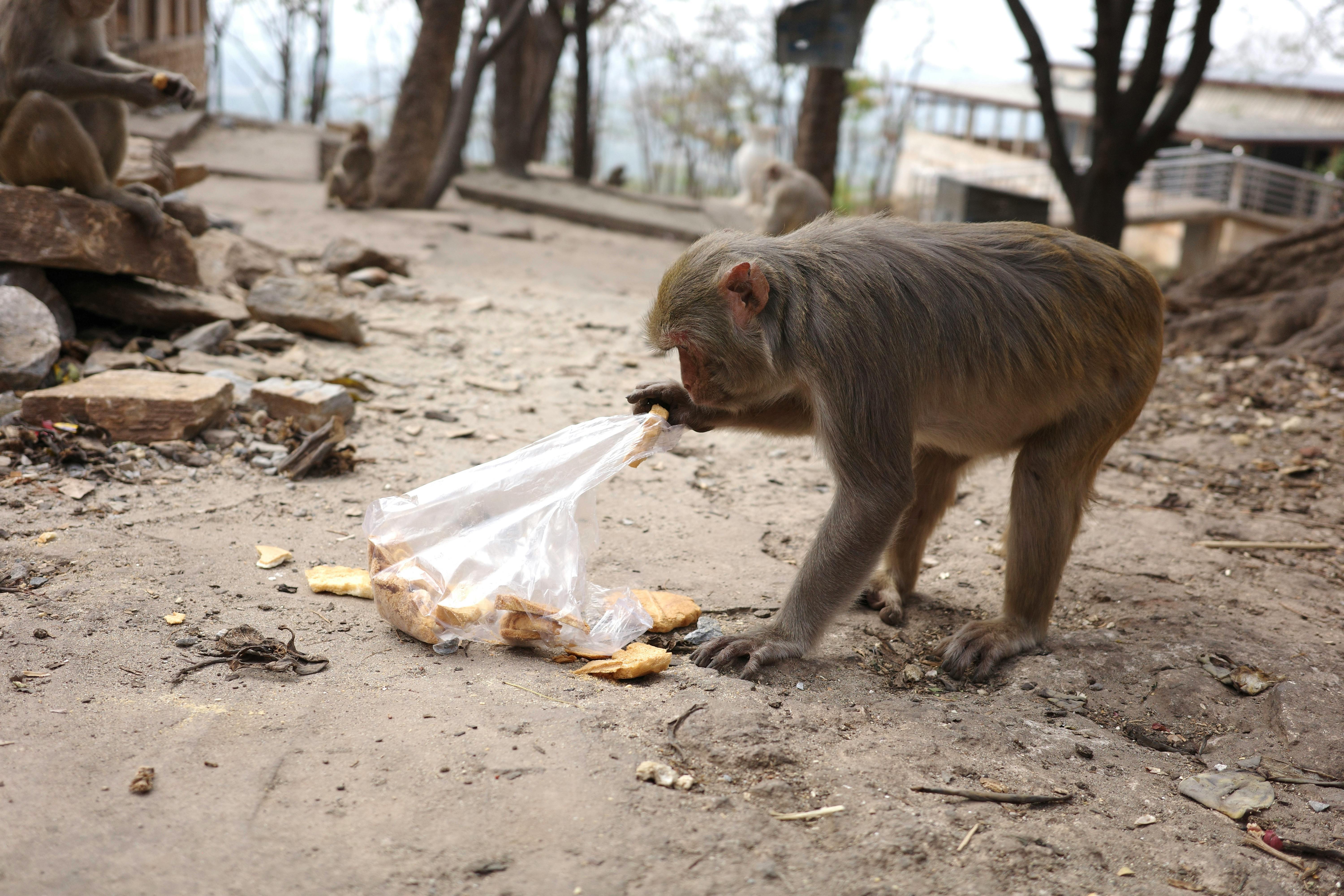 A monkey investigates a plastic bag of snacks in an urban outdoor setting, showcasing wildlife behavior.