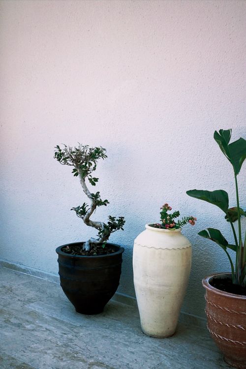 Free Elegant bonsai and decorative plants in pots against a minimalistic white wall, perfect for interior design inspiration. Stock Photo