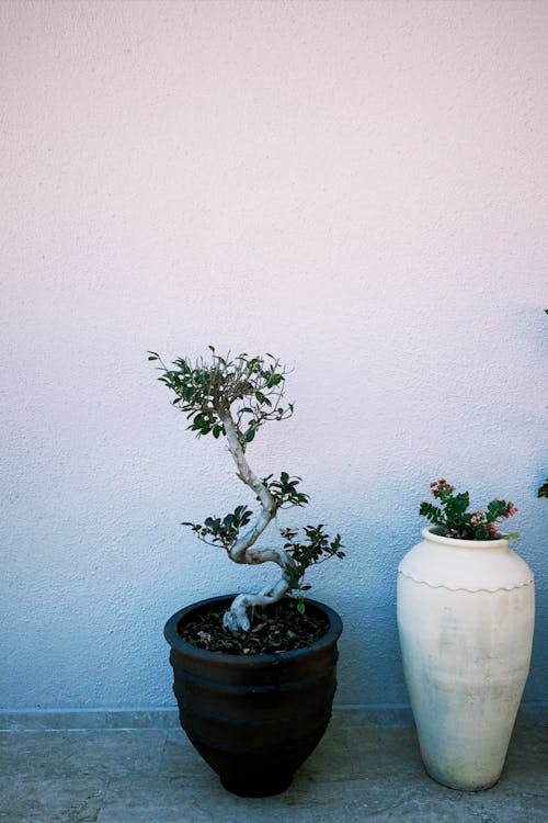 Plants in Pots Standing near a White Wall 
