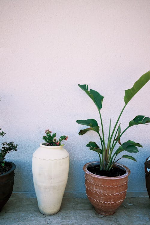 Plants in Pots Standing in front of a White Wall Outside 