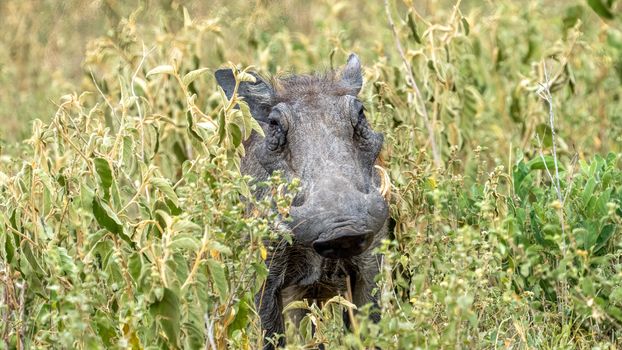 A warthog peeks through tall grass, symbolizing safari wildlife and natural habitat., free online jigsaw puzzle on JigsawPuzzlesFreeOnline.org