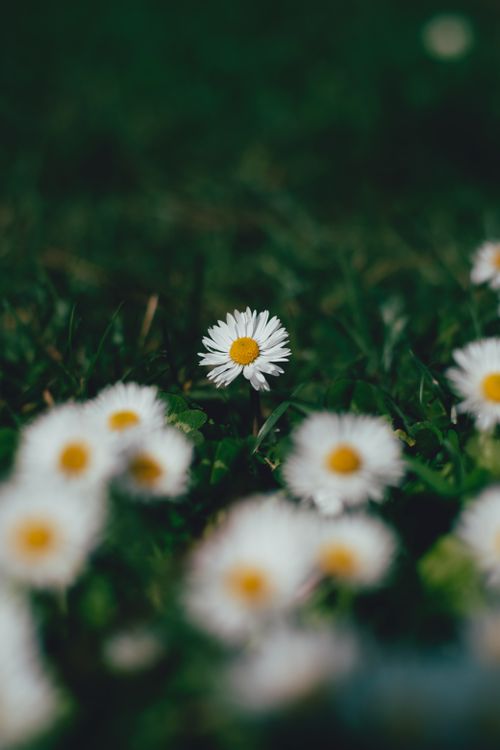 Free Close-up of chamomile flowers in a sunny green meadow with selective focus. Stock Photo