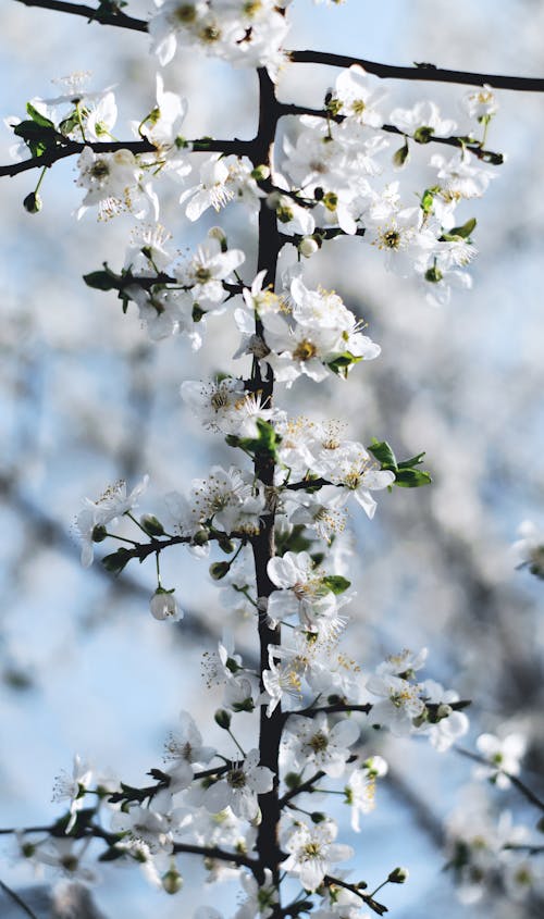 Безкоштовне стокове фото на тему «білий, вертикальні постріл, весна»