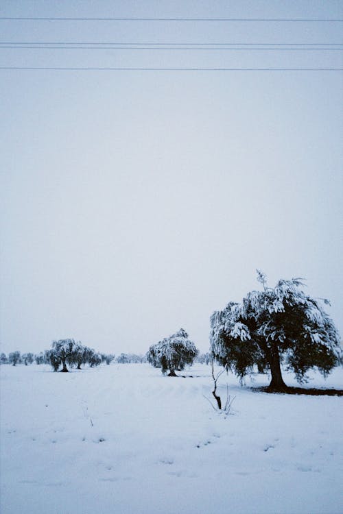 Darmowe zdjęcie z galerii z duże opady śniegu, mroźny, park