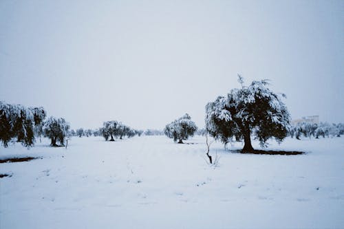 Foto stok gratis badai salju, dingin, kebun