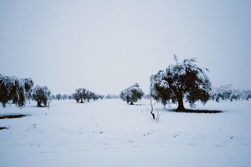 Free A tranquil orchard blanketed in snow during winter, showcasing serene beauty. Stock Photo