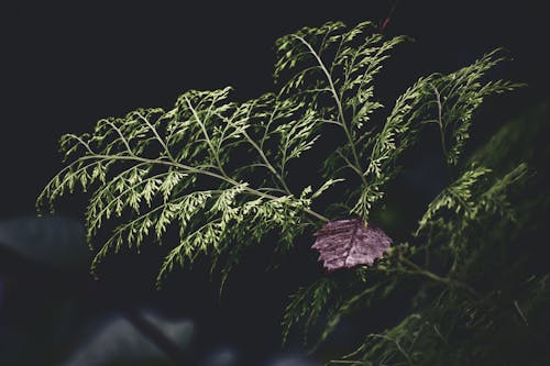 Безкоштовне стокове фото на тему «ботанічний, впритул, зелена рослина»
