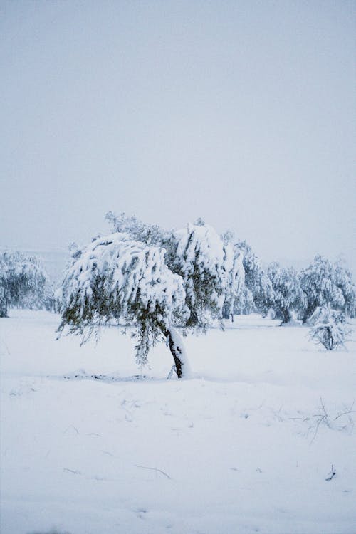 Imagine de stoc gratuită din acoperit de nori, arbori, câmp