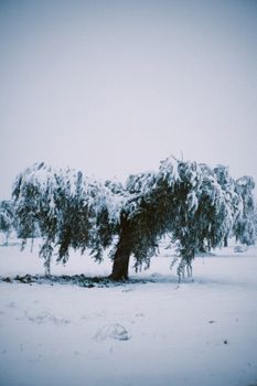 A solitary tree blanketed in snow, standing in a serene winter landscape.