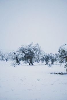 A tranquil scene of snow-covered trees in a winter landscape, capturing the essence of serenity.