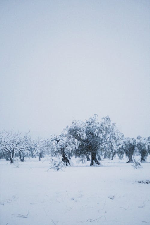 Foto stok gratis badai salju, dingin, kebun