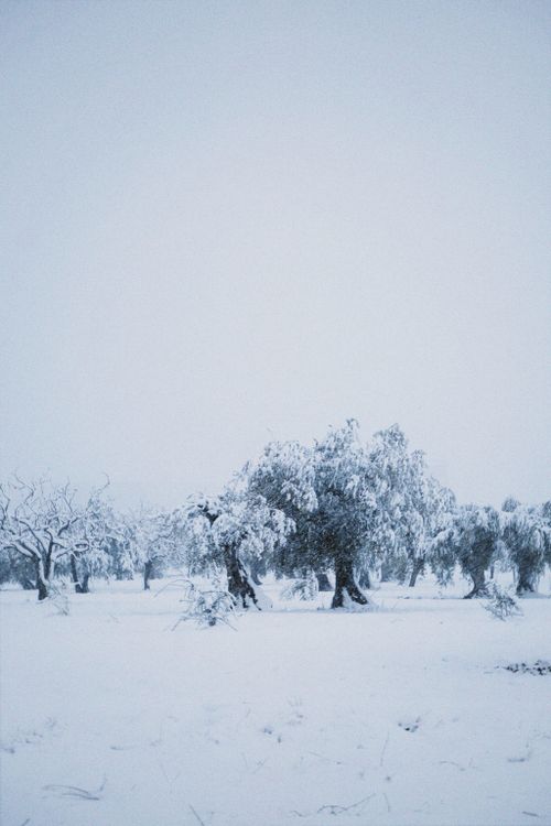 Free Peaceful winter scene of trees blanketed in snow in a quiet landscape. Stock Photo