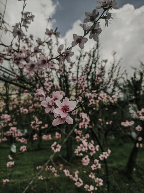 Pink Flowers of Fruit Trees in an Orchard in Spring 