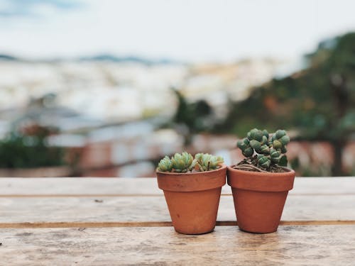 Two Potted Succulent Plants