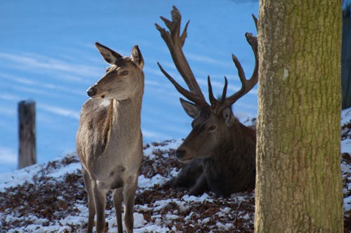 Deer in Winter 