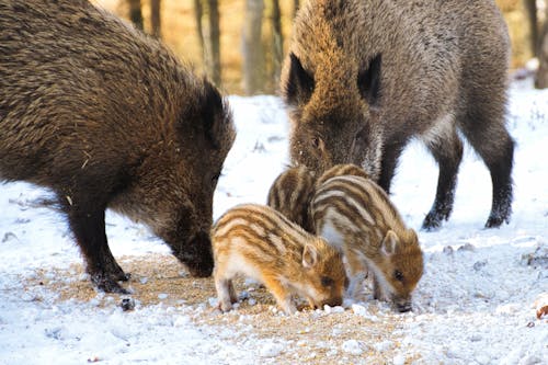 Wild Boars in Winter 