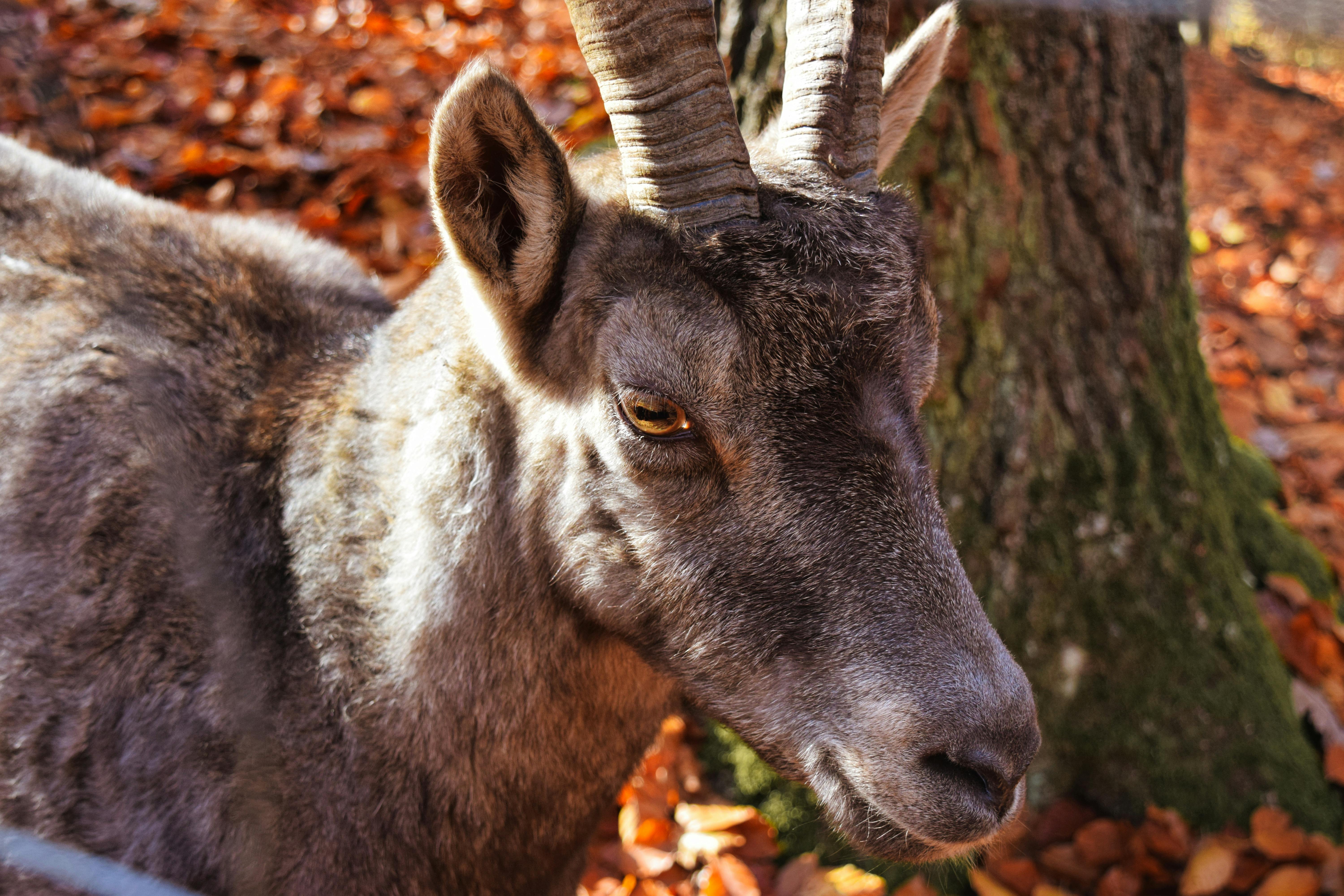 Gratuit Photos gratuites de allemagne, animal, animal à cornes Photos