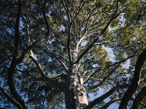 ローアングルショット, 太陽に照らされた, 枝の無料の写真素材