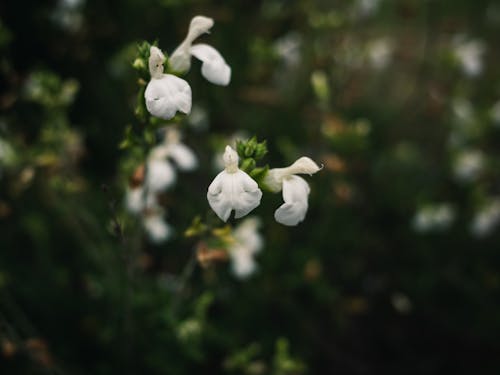 꽃봉오리, 봄, 셀렉티브 포커스의 무료 스톡 사진