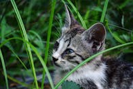 一只幼年虎斑猫在户外草地上探索，特写镜头中它的眼睛格外引人注目