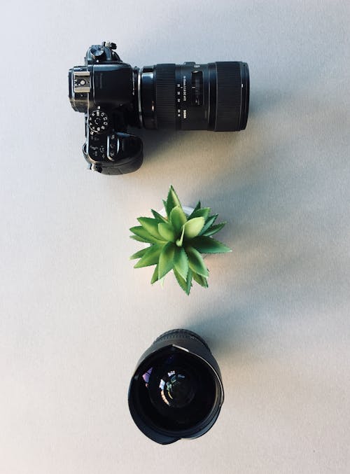Free Camera and Succulent Plant Stock Photo