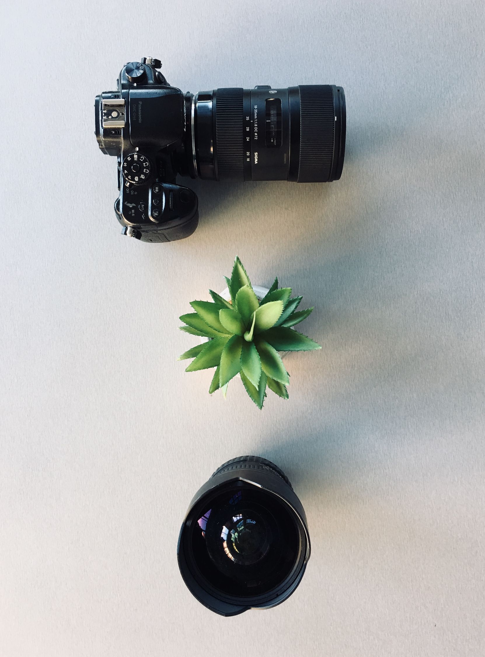 Camera and Succulent Plant · Free Stock Photo