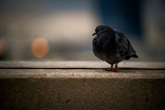 A detailed close-up of a pigeon perched on a wall in Kuwait City, showcasing urban wildlife.