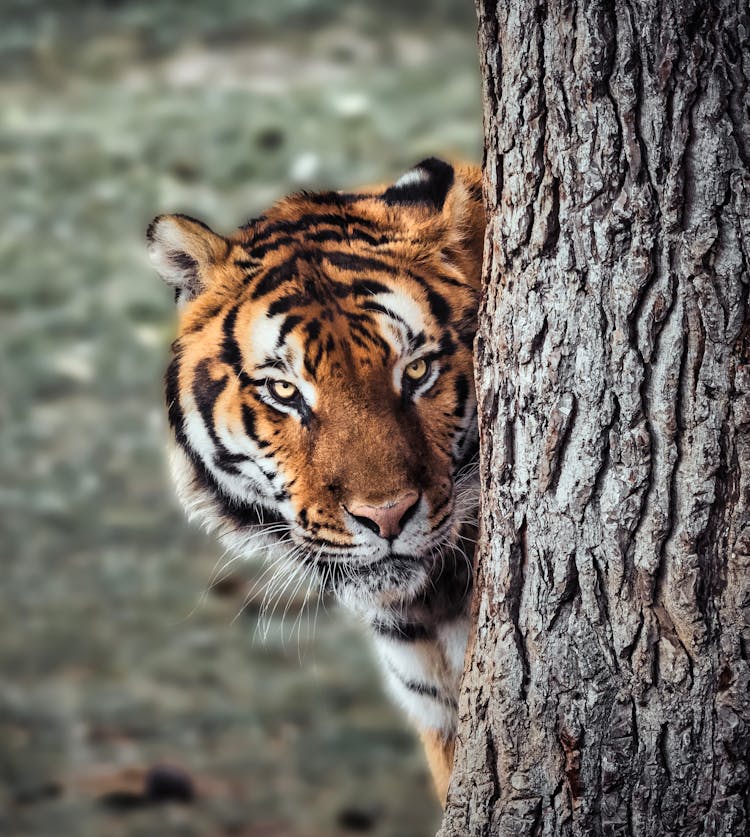 Tiger Standing Behind Tree