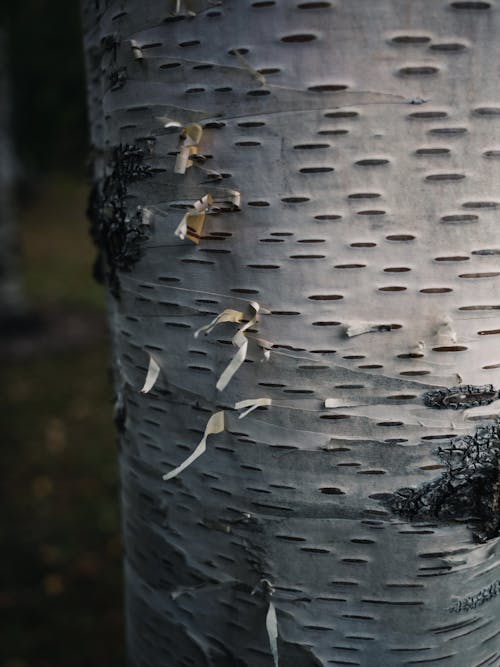 Foto d'estoc gratuïta de arbre, bagul, bedoll