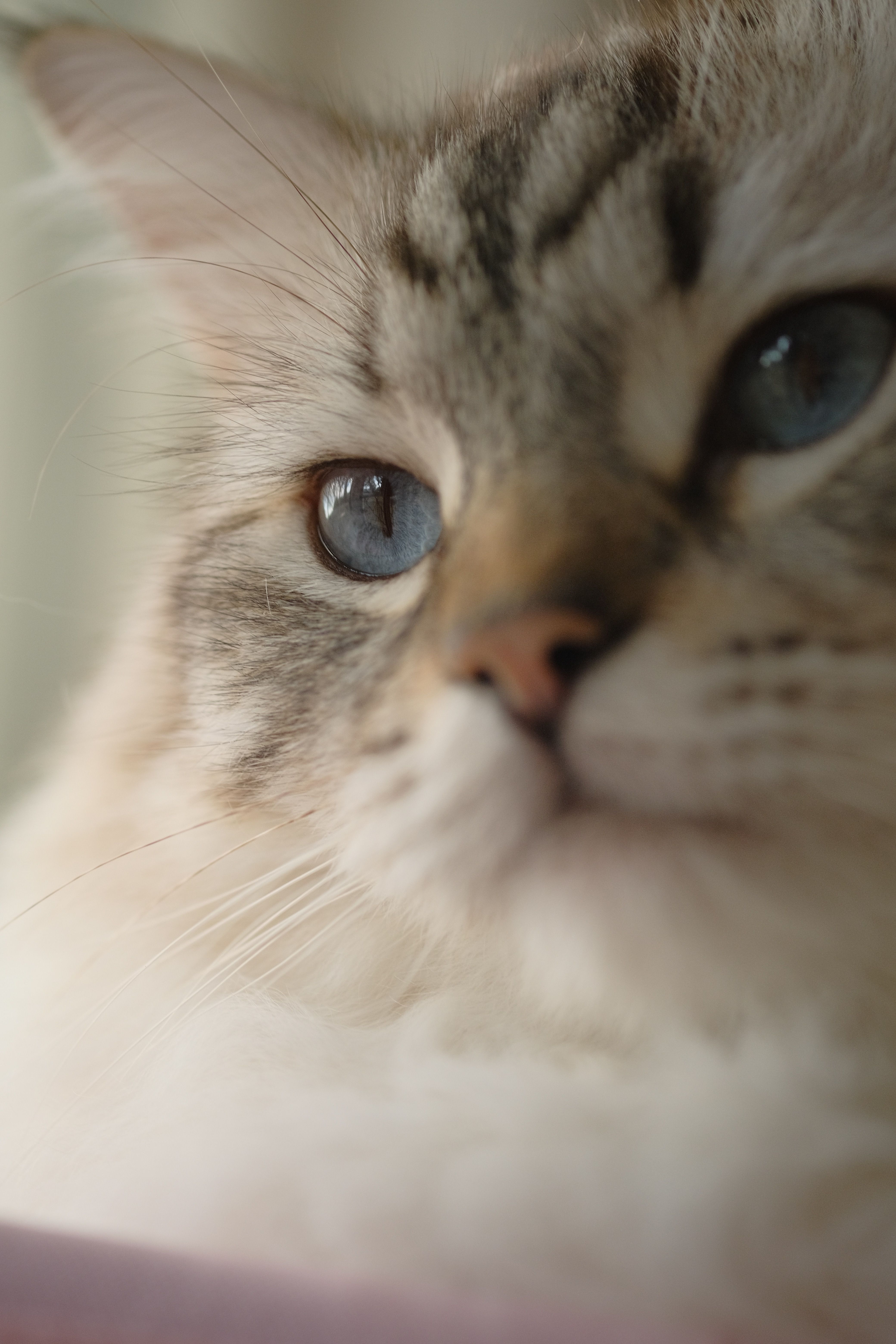 Close-up of Charming Cat · Free Stock Photo