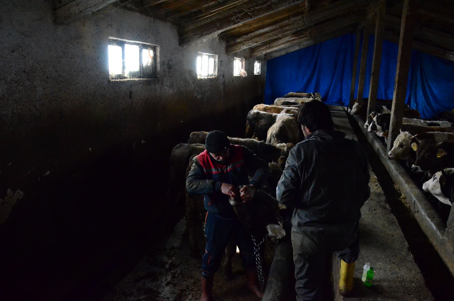 Proiect nou pentru micii agricultori cu vaci și oi