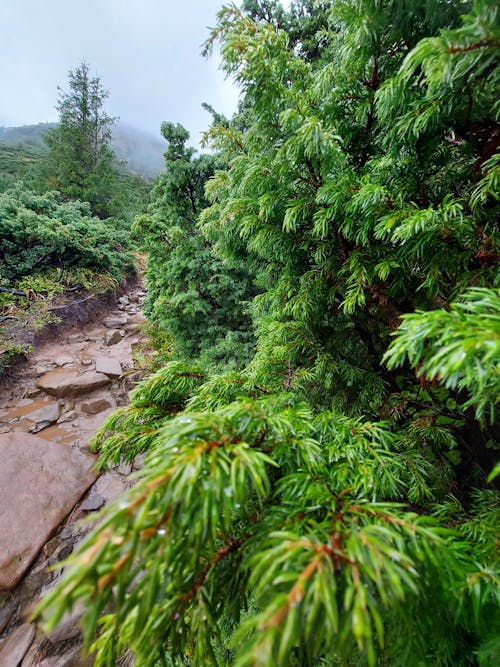 喀爾巴阡山, 山頂風光, 森林景觀 的 免費圖庫相片