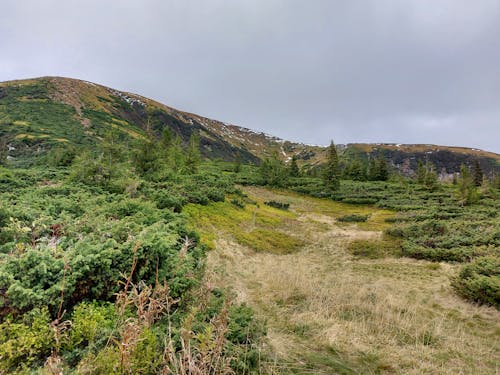 Meadow in Mountains