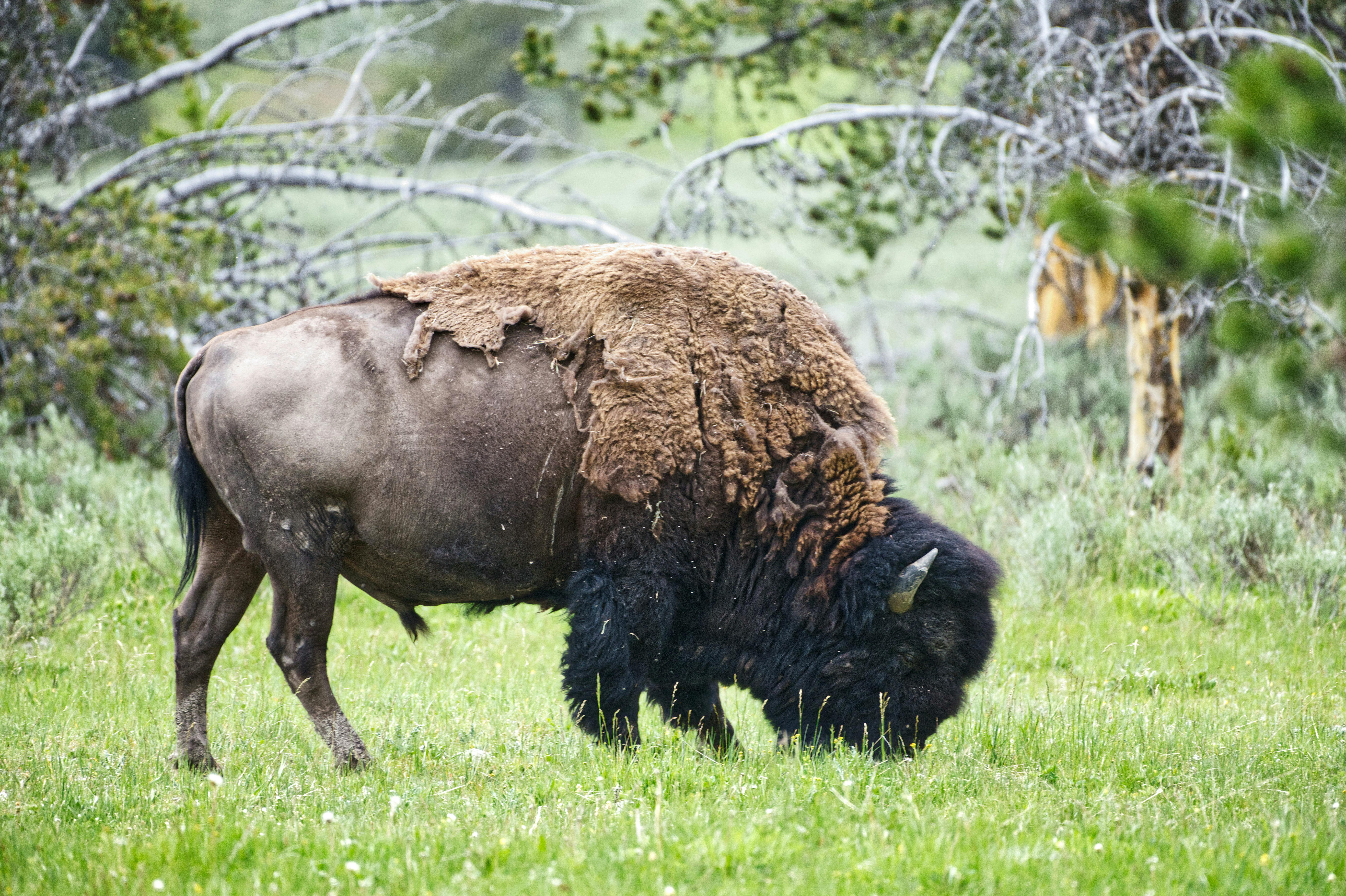 grátis Foto profissional grátis de ambiental, animais selvagens, animal Foto profissional