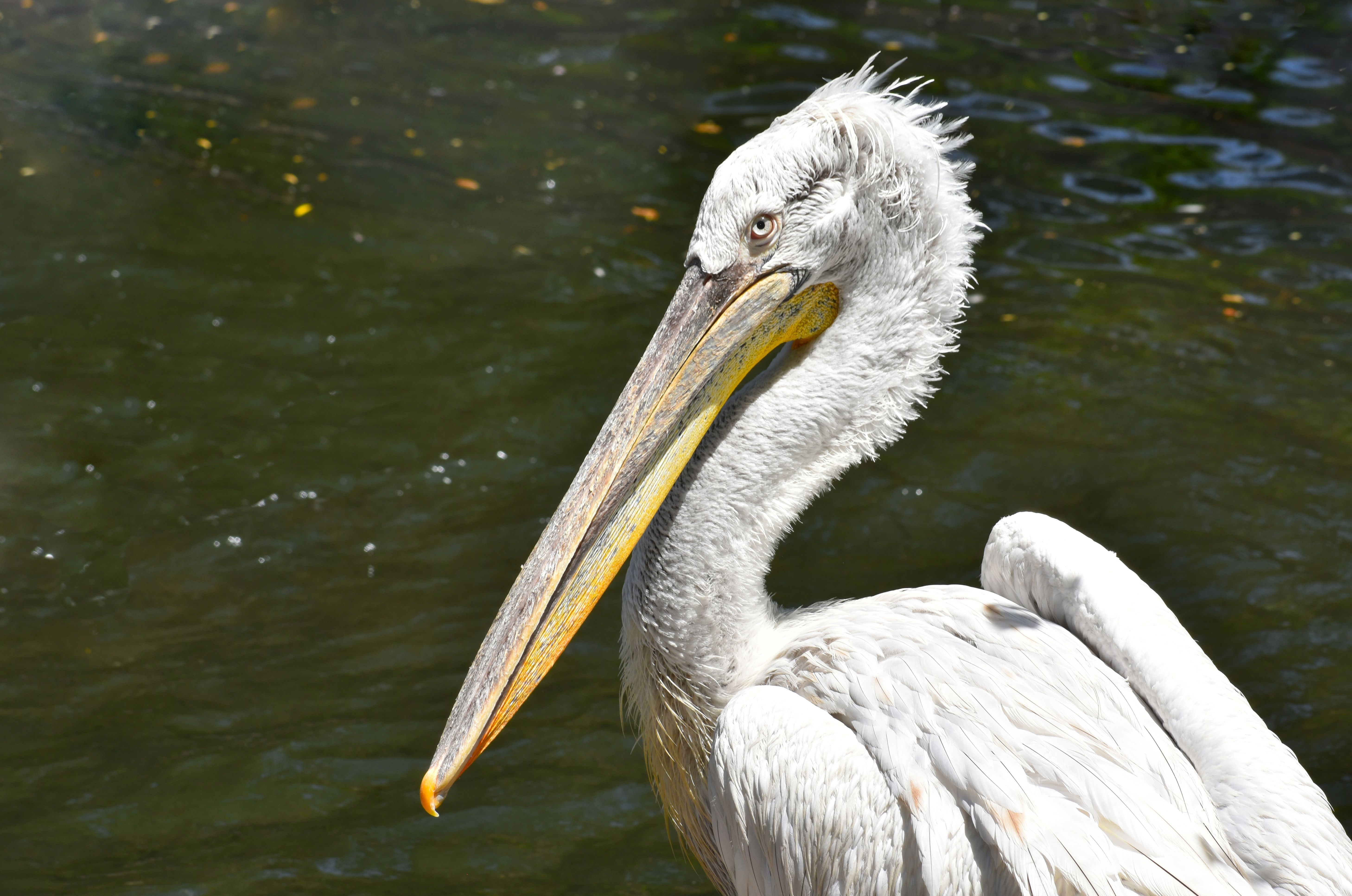 Pelican in Black and White · Free Stock Photo