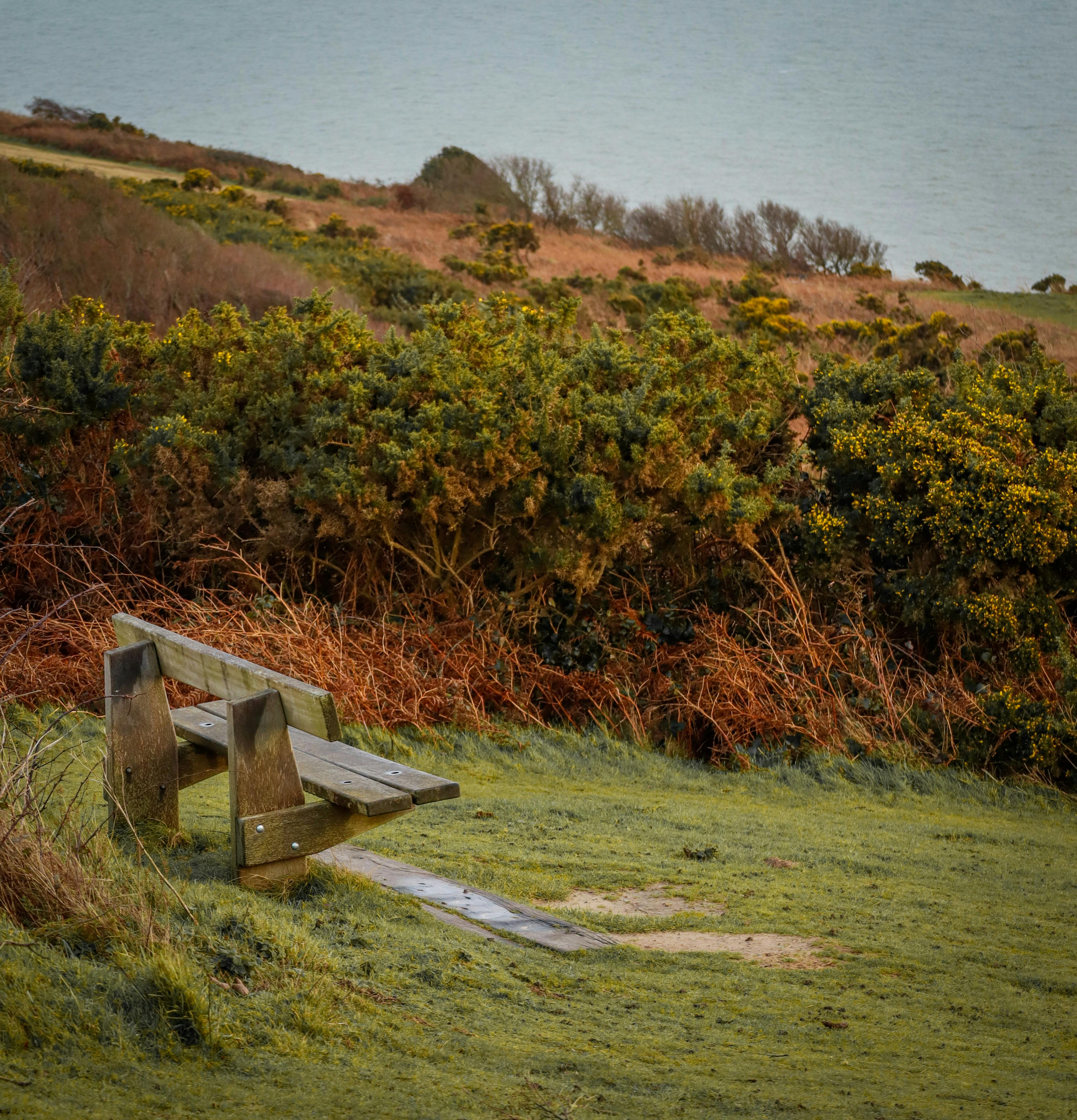 A wooden bench on a grassy hill overlooking the calm sea, surrounded by lush greenery.