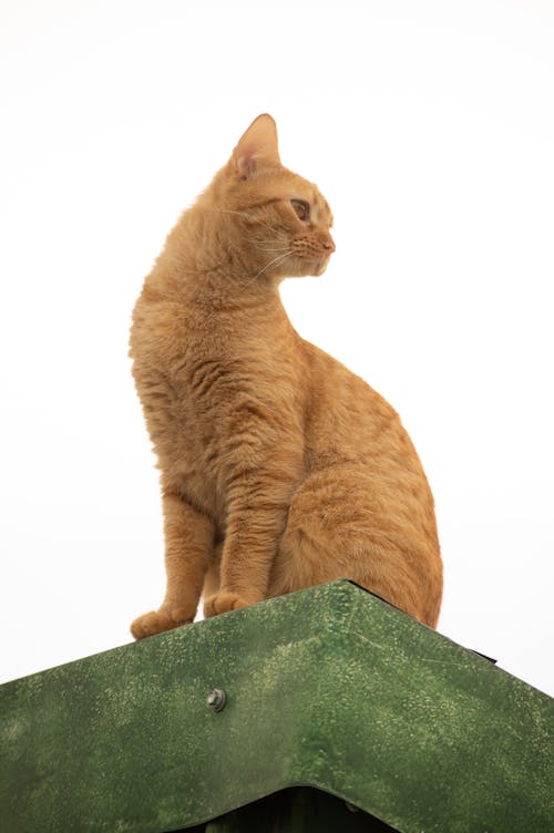 Gratis lagerfoto af ingefær kat, karismatisk, kat scan
