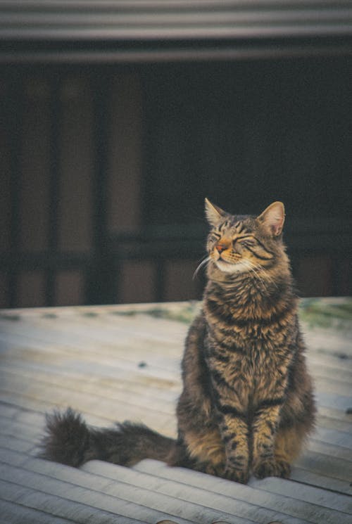 市街地, 猫好き, 黒猫の無料の写真素材