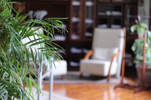 Close-up of Leaves of a Houseplant and Furniture in the Room in the Background 