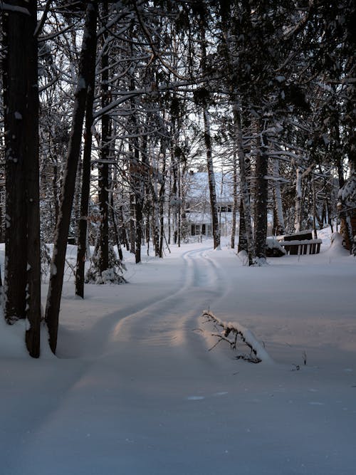 View of a Snowy Pathway between Trees in a Forest 