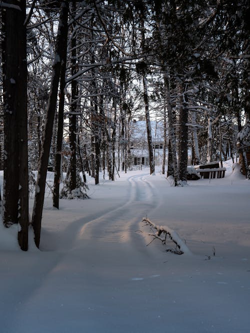 Foto profissional grátis de árvores, com frio, congelado