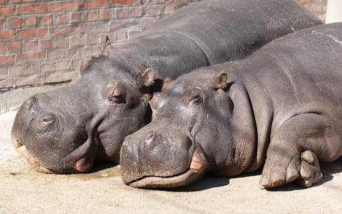 Mom and baby hippo