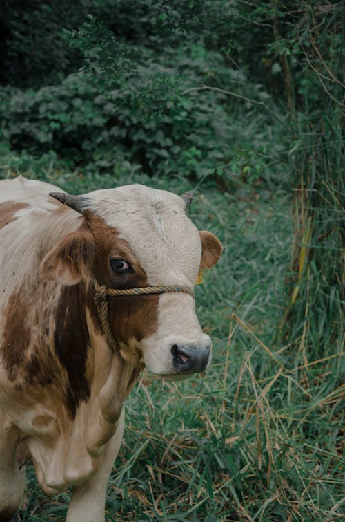 A Cow on a Grass Field 
