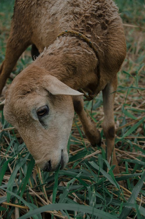 Close-up of a Lamb on a Pasture